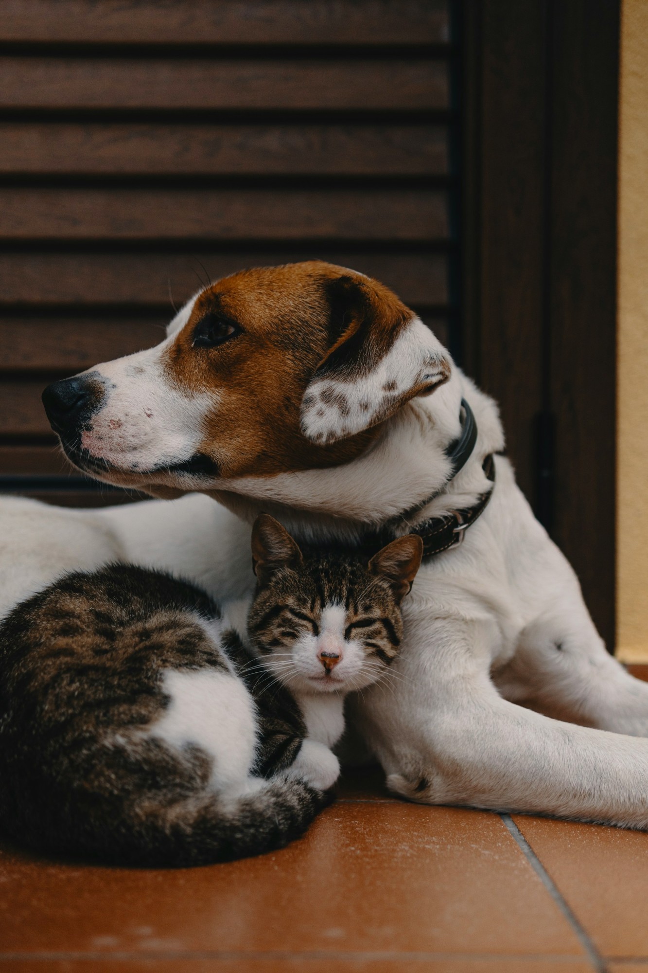 A dog and a kitten resting together